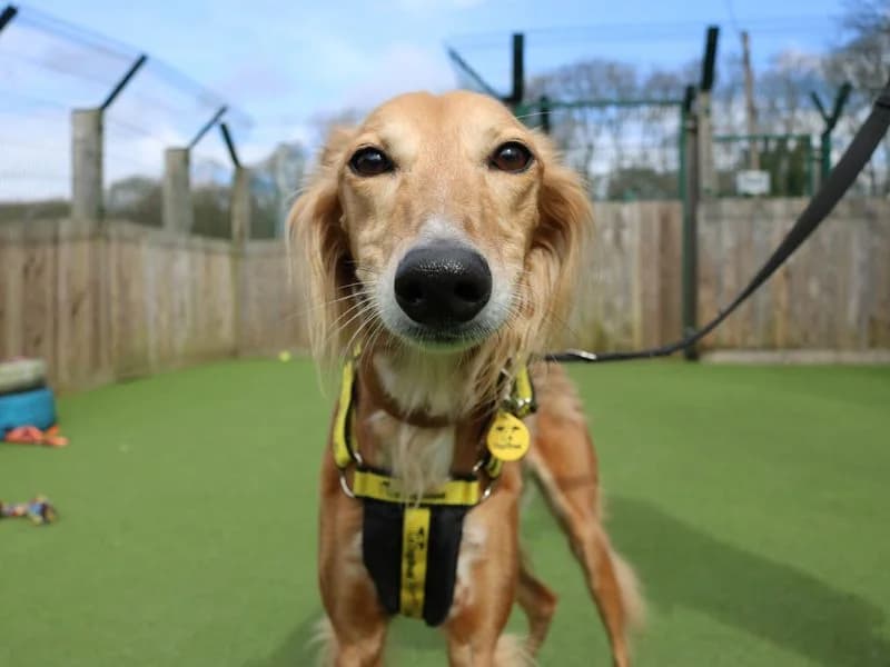 Lizzie Longlegs, female senior mixed breed for adoption at Dogs Trust West Calder, West Calder