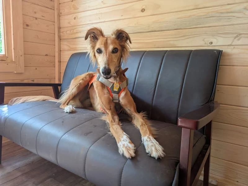 Lizzie Longlegs, female senior mixed breed for adoption at Dogs Trust West Calder, West Calder
