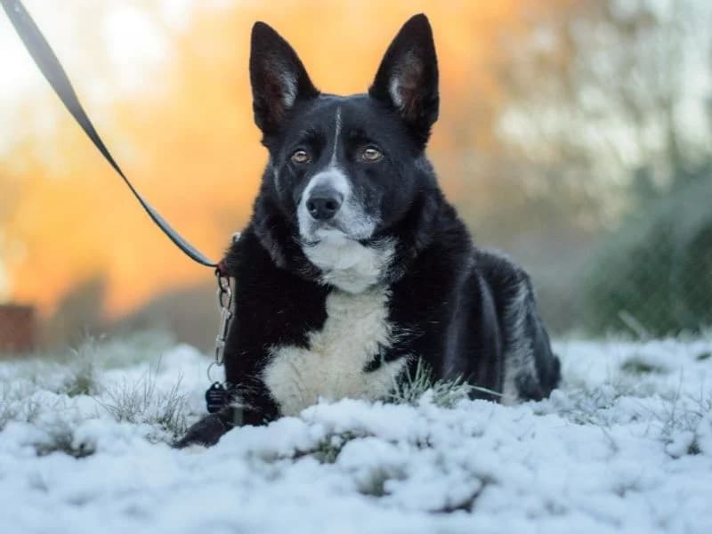 Ollie, male senior Border Collie for adoption at Dogs Trust Kenilworth, Kenilworth