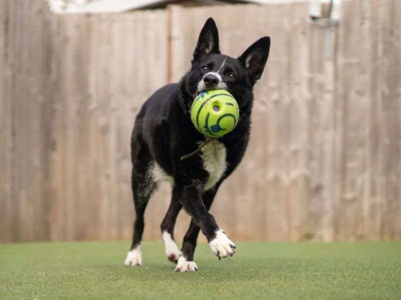 Ollie, male senior Border Collie for adoption at Dogs Trust Kenilworth, Kenilworth