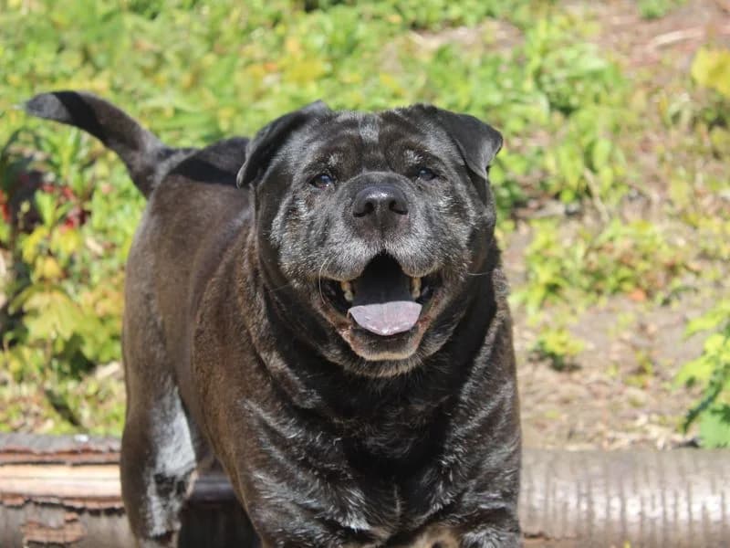 Milo, male senior Shar Pei for adoption at Dogs Trust Merseyside, Liverpool