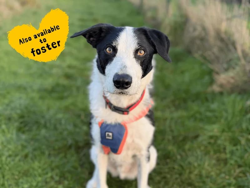 Alfie, male senior Border Collie for adoption at Dogs Trust Shoreham, Shoreham by Sea