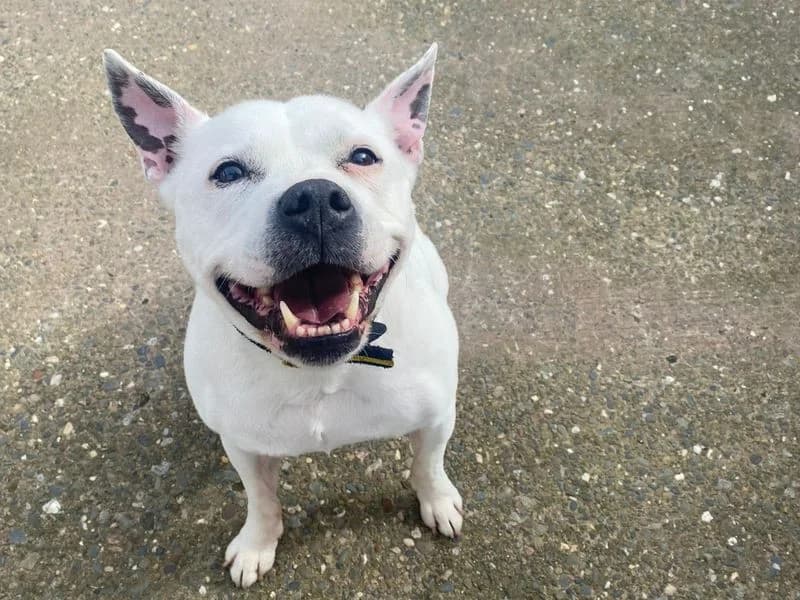 Cooper, male senior Staffordshire Bull Terrier for adoption at Dogs Trust Shrewsbury, Telford