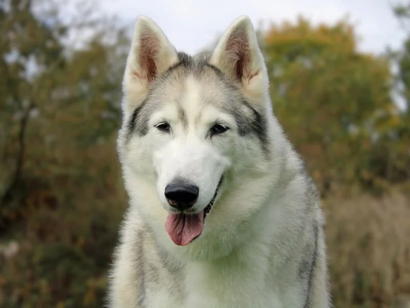 Sky, female senior Husky for adoption at Dogs Trust Merseyside, Liverpool