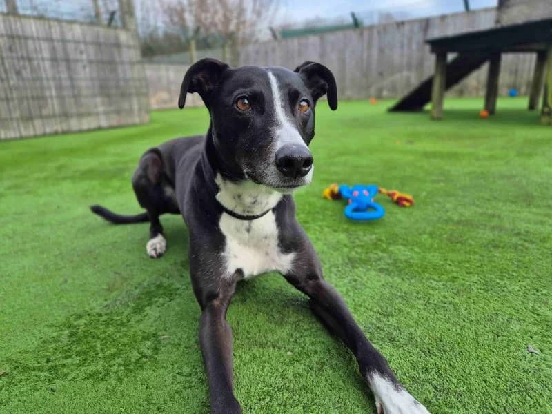 Betty spaghetti, female 6yo mixed breed for adoption at Dogs Trust Loughborough, Wymeswold