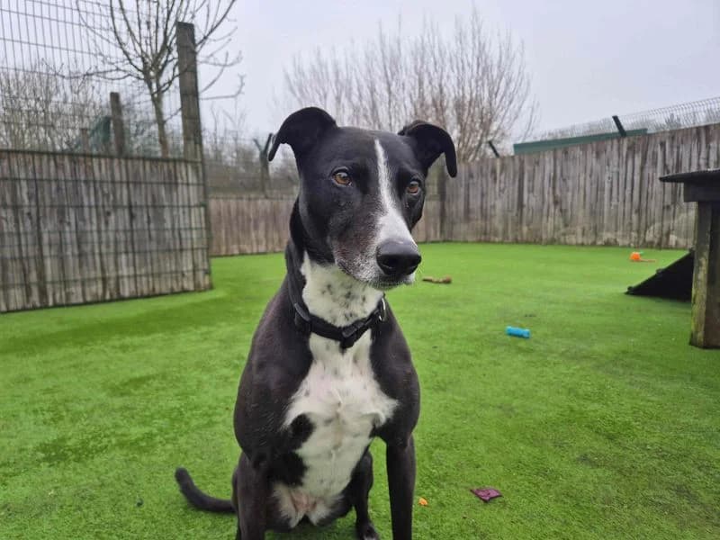 Betty spaghetti, female 6yo mixed breed for adoption at Dogs Trust Loughborough, Wymeswold