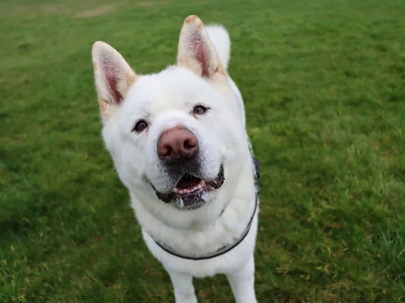 Ziggy, male 6yo Akita for adoption at Dogs Trust Darlington, Sadberge