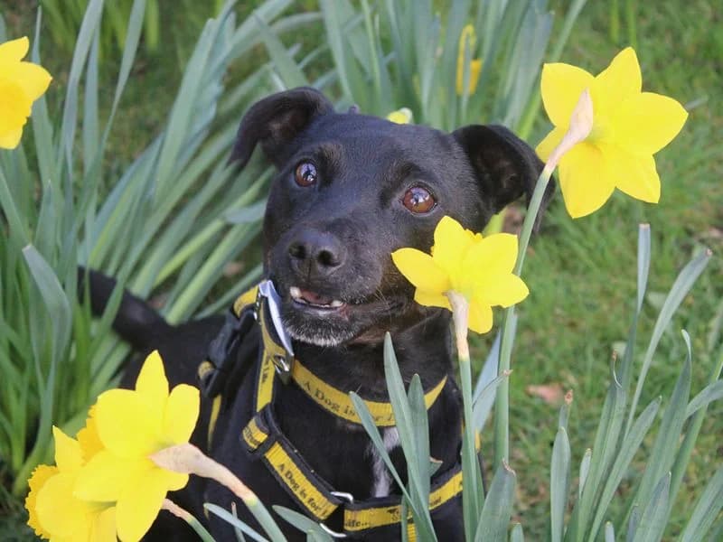 Belle,  (Dogs Trust Merseyside)