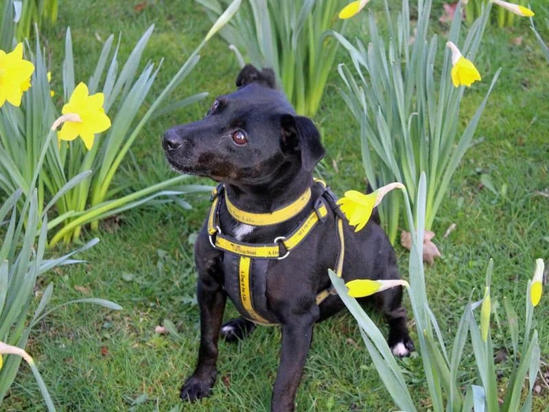 Belle, female 7yo mixed breed for adoption at Dogs Trust Merseyside, Liverpool