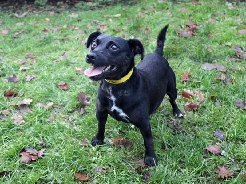 Belle, female senior mixed breed for adoption at Dogs Trust Merseyside, Liverpool