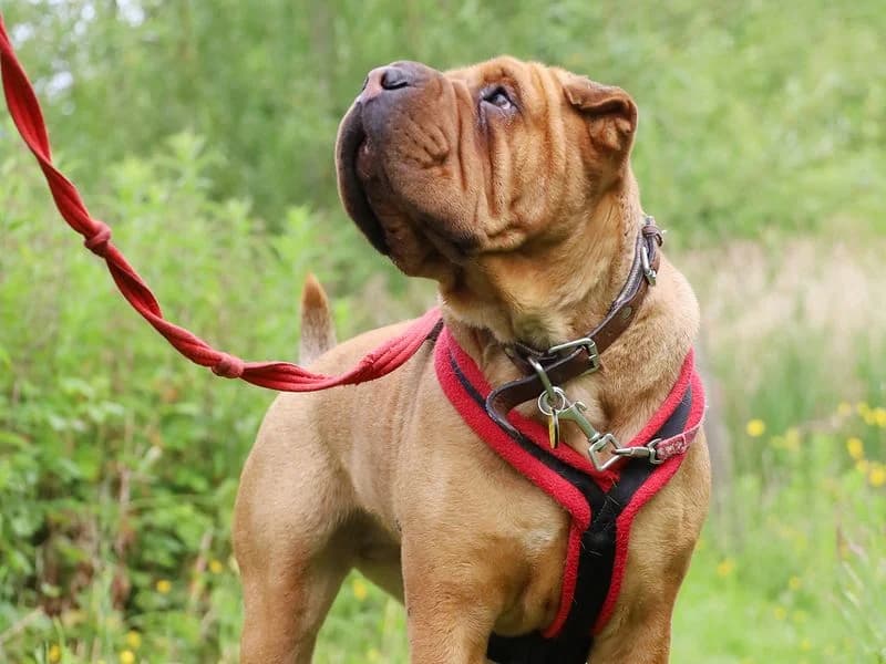 Edie, female 7yo Shar Pei for adoption at Dogs Trust Leeds, Leeds