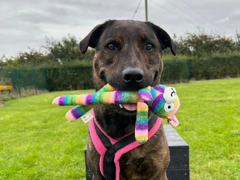 Holly, female 5yo Mastiff for adoption at Dogs Trust Loughborough, Wymeswold