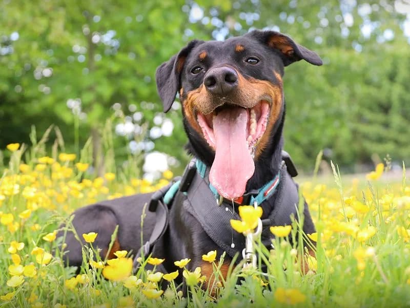Jupiter, male 7yo Doberman for adoption at Dogs Trust Leeds, Leeds