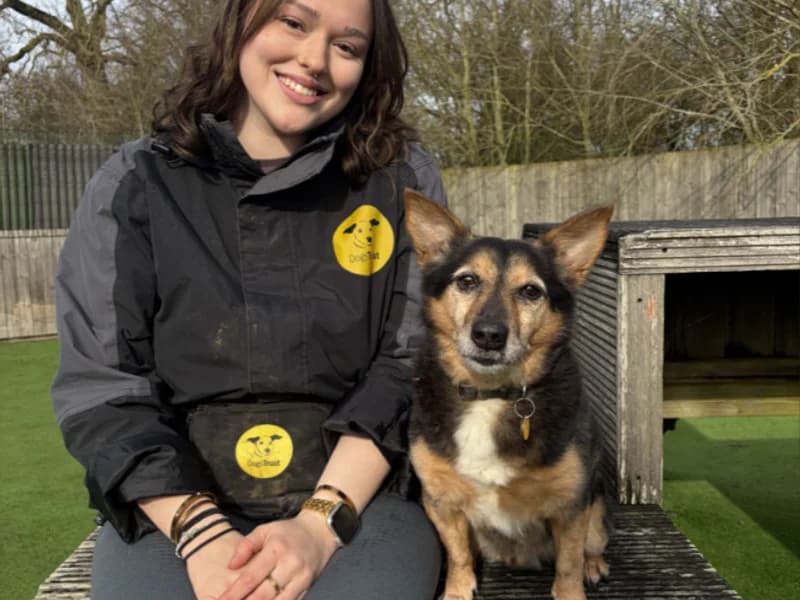 Lemmy, male senior mixed breed for adoption at Dogs Trust Loughborough, Wymeswold