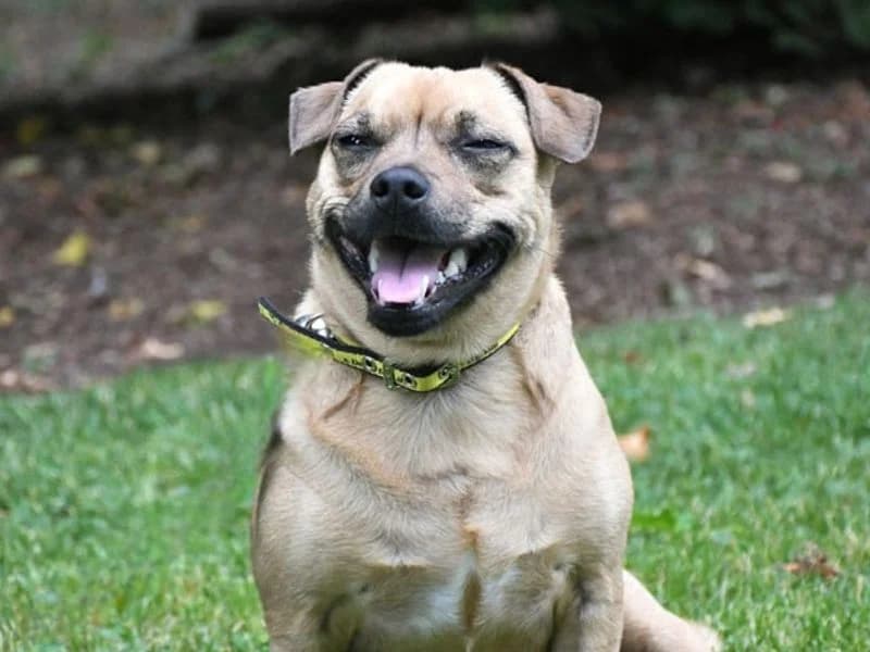 Bella, female 6yo Jack Russell Terrier for adoption at Dogs Trust Merseyside, Liverpool