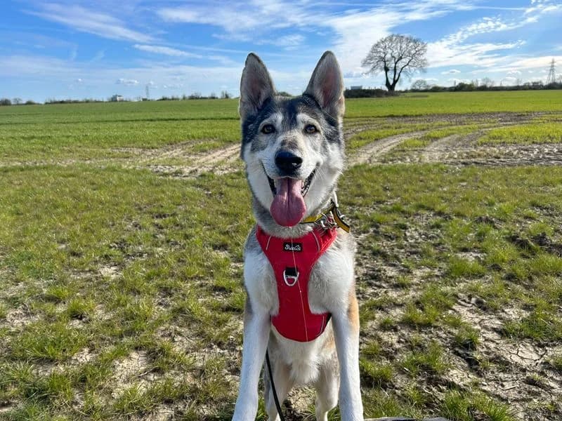 Jessie, female senior Husky for adoption at Dogs Trust Basildon, Wickford
