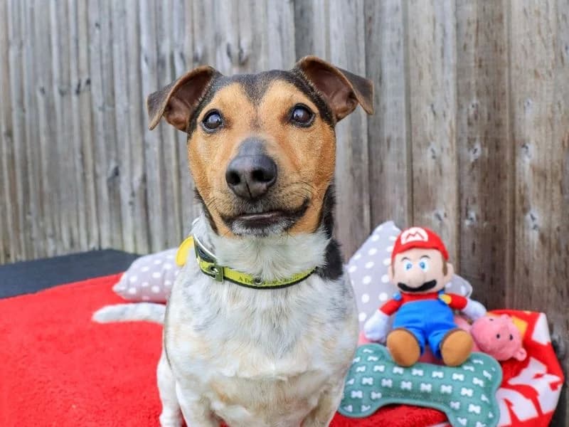 Mario, male senior Jack Russell Terrier for adoption at Dogs Trust Evesham, Evesham