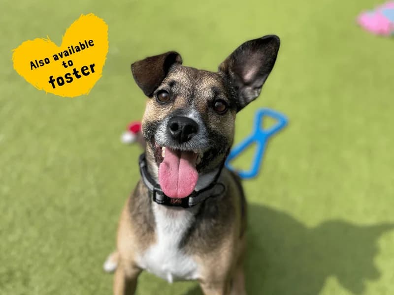 Scrappy, male 4yo Jack Russell Terrier for adoption at Dogs Trust Shoreham, Shoreham by Sea