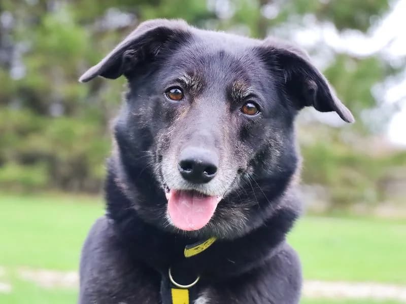 Opie, male senior Border Collie for adoption at Dogs Trust Leeds, Leeds