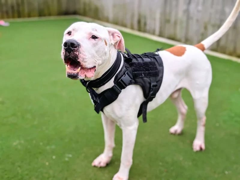 Maximillian, white_cream male English Bulldog for adoption at Dogs Trust Cardiff, Cardiff