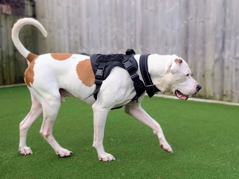 Maximillian, male senior English Bulldog for adoption at Dogs Trust Cardiff, Cardiff