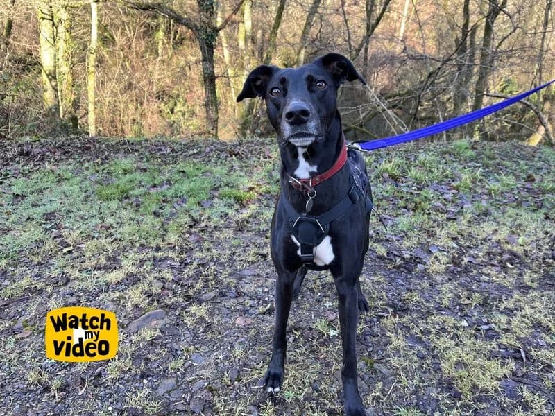 Lexi, unknown female mixed breed for adoption at Dogs Trust Ilfracombe, Ilfracombe