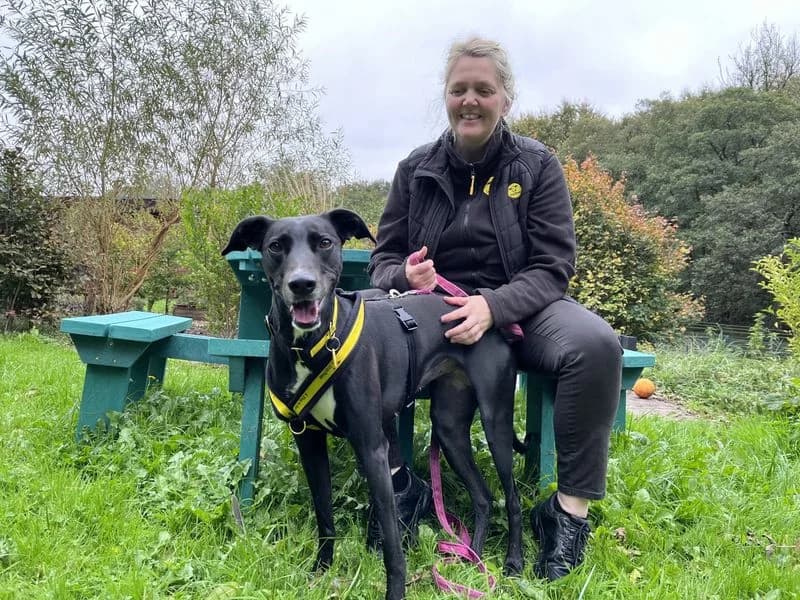 Lexi, female 4yo mixed breed for adoption at Dogs Trust Ilfracombe, Ilfracombe