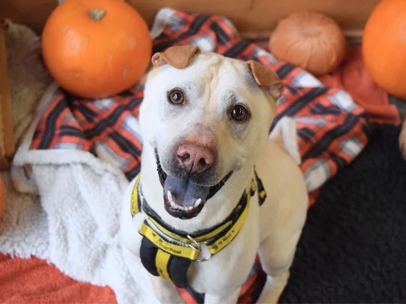 Lola, female 6yo Shar Pei for adoption at Dogs Trust Harefield, Harefield