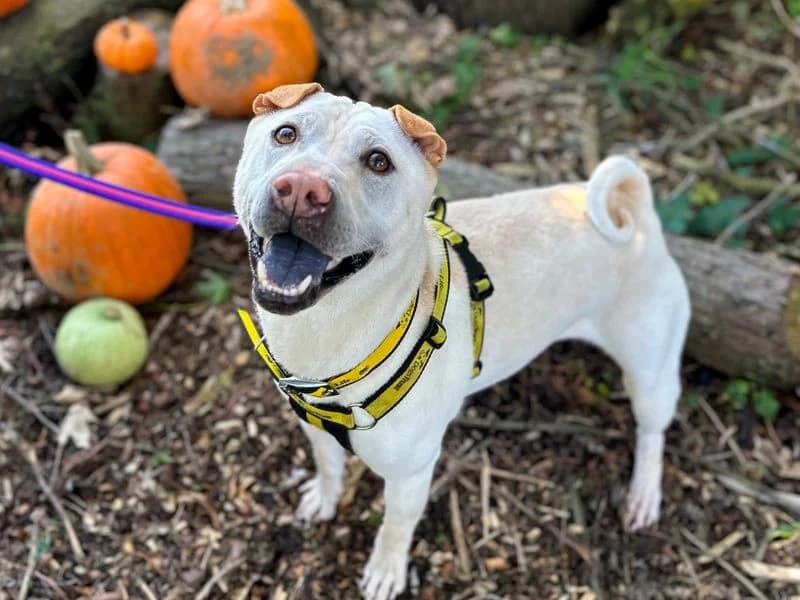 Lola, female 7yo Shar Pei for adoption at Dogs Trust Harefield, Harefield