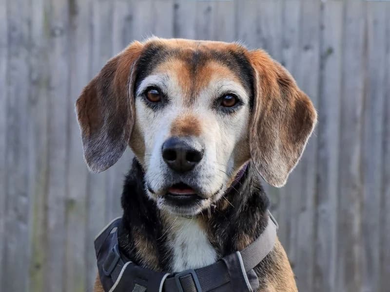 Milo, male 5yo Beagle for adoption at Dogs Trust Evesham, Evesham