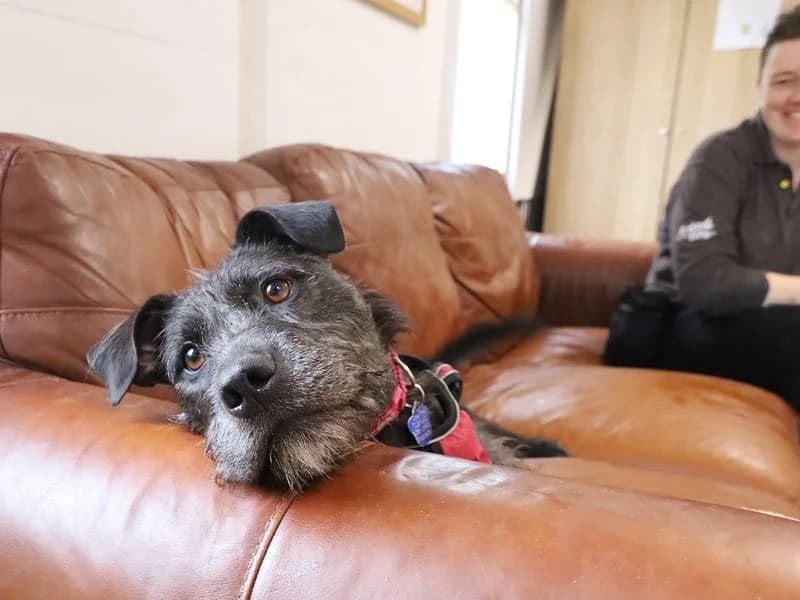 Brontë, female 5yo Mixed Breed for adoption at Dogs Trust Leeds, Leeds