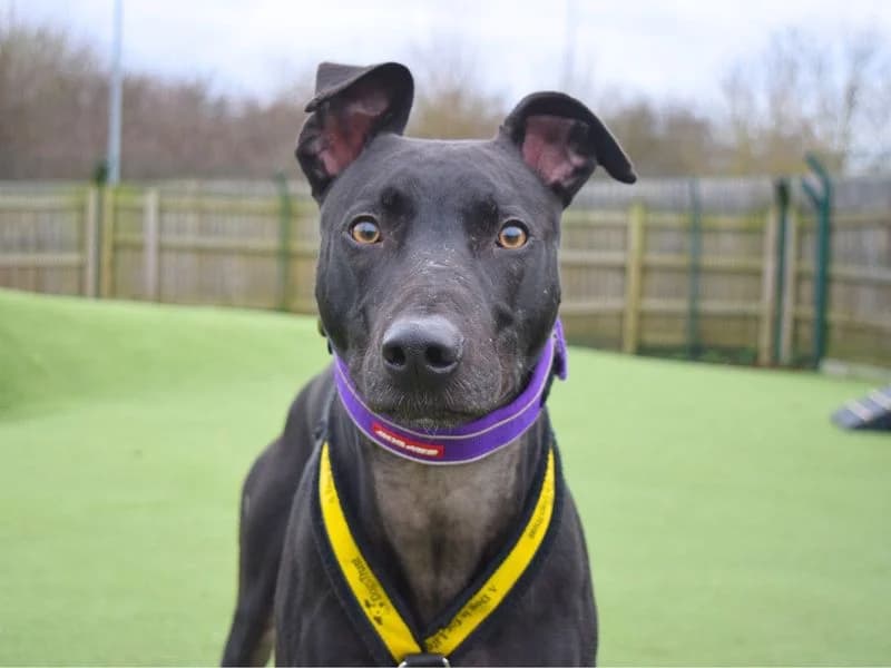 Pacino,  (Dogs Trust Harefield)