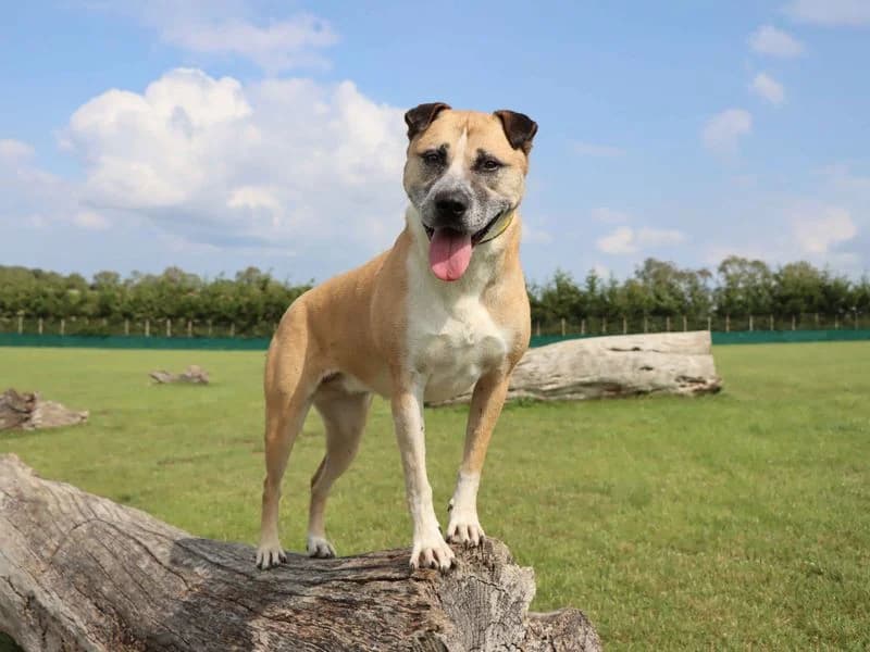 Amber, female 7yo Mixed Breed for adoption at Dogs Trust Darlington, Sadberge