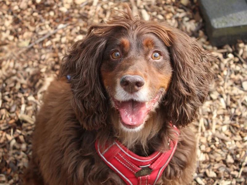 Dexter, male 7yo Cocker Spaniel for adoption at Dogs Trust Merseyside, Liverpool