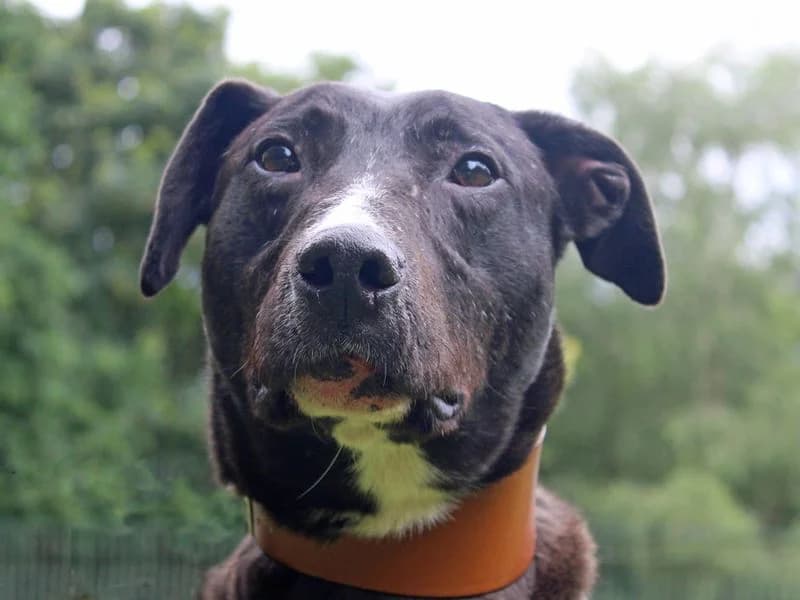 Angus,  (Dogs Trust Merseyside)
