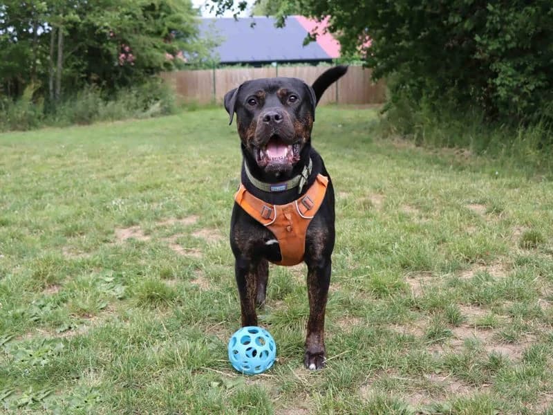 Tank, male 4yo Mastiff for adoption at Dogs Trust Darlington, Sadberge