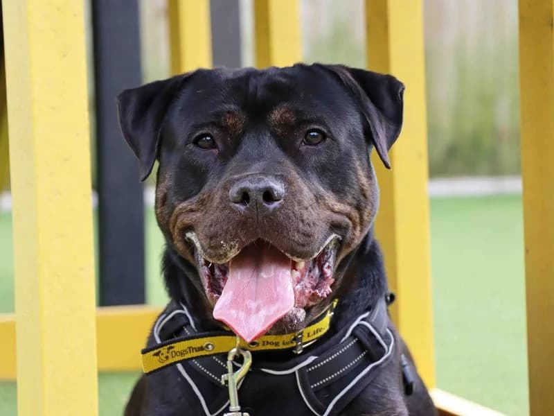 Tank, male 4yo Mastiff for adoption at Dogs Trust Darlington, Sadberge