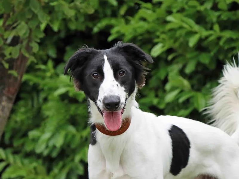 Robin, male 3yo mixed breed for adoption at Dogs Trust Darlington, Sadberge