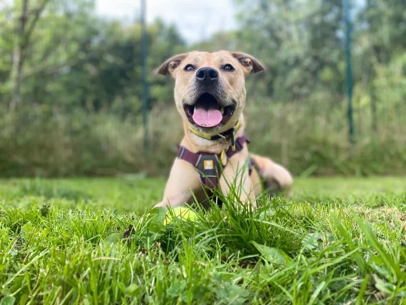Annie, female 3yo Mixed Breed for adoption at Dogs Trust Darlington, Sadberge