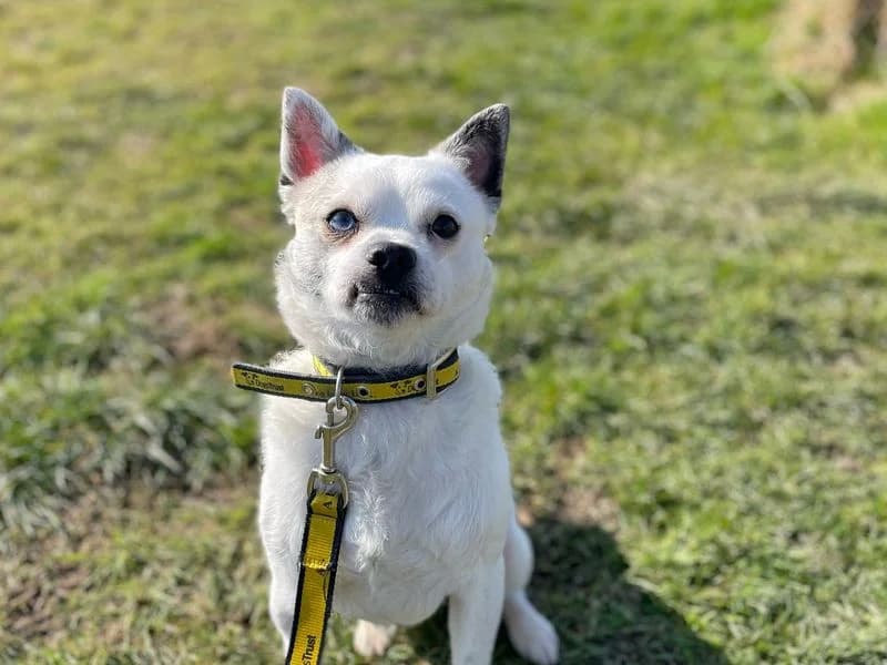 Wade, male 3yo Pug for adoption at Dogs Trust Shoreham, Shoreham by Sea