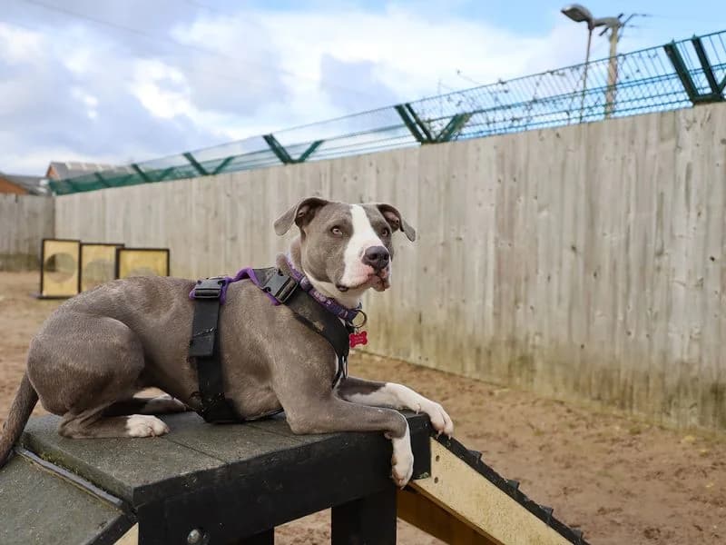 Ivy, female young Staffordshire Bull Terrier for adoption at Dogs Trust Leeds, Leeds