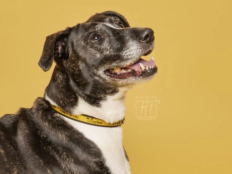 Betty, female senior Mixed Breed for adoption at Dogs Trust Merseyside, Liverpool