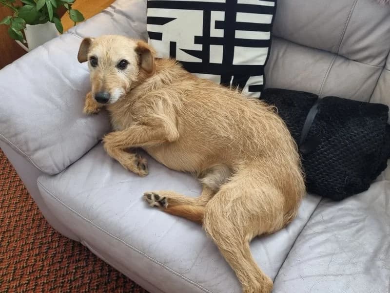 Rossi, male senior Lurcher for adoption at Dogs Trust Merseyside, Liverpool