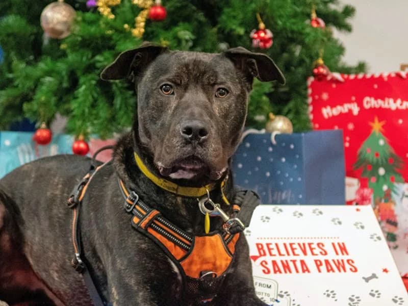Baxter, male young Mastiff for adoption at Dogs Trust Merseyside, Liverpool