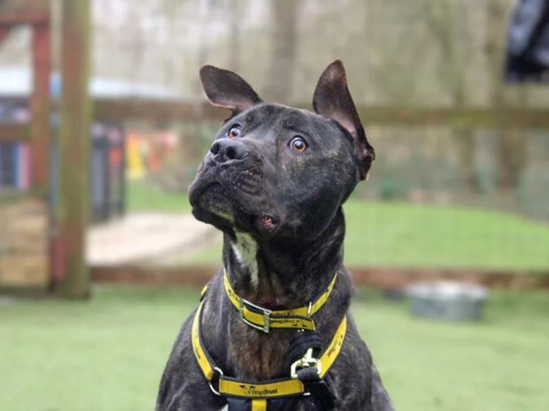 Baxter, male 3yo Mastiff for adoption at Dogs Trust Merseyside, Liverpool