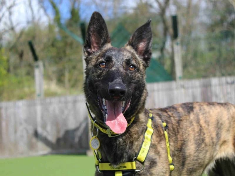 Meadow, female young Belgian Malinois for adoption at Dogs Trust Glasgow, Glasgow