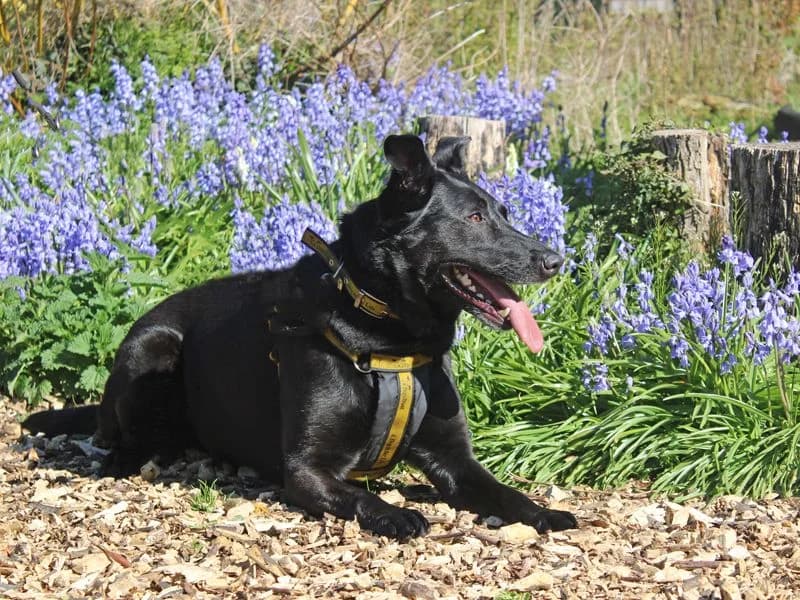 Nala, female 3yo mixed breed for adoption at Dogs Trust Merseyside, Liverpool
