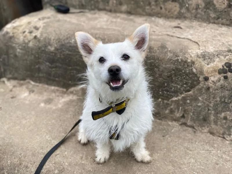 Chino, male 4yo Shih Tzu for adoption at Dogs Trust Shrewsbury, Telford