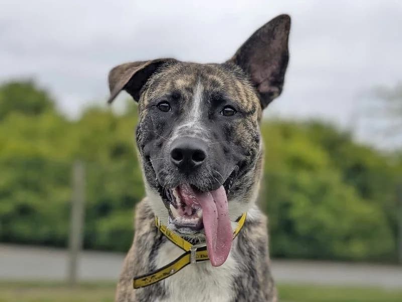 Chip, male young Akita for adoption at Dogs Trust Harefield, Harefield