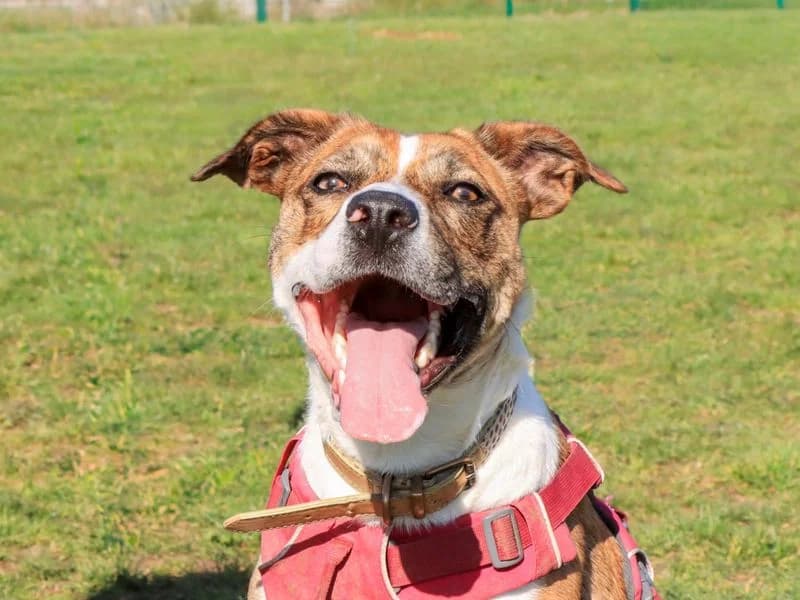 Daisy, female young Mixed Breed for adoption at Dogs Trust Evesham, Evesham